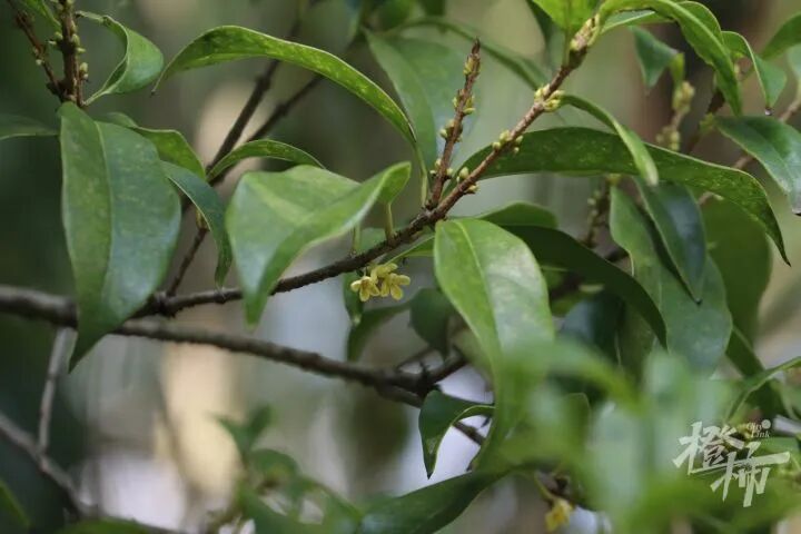 突破24小时警戒线，即将登陆！杭州已开始直面强烈风雨