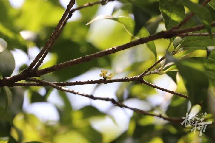 突破24小时警戒线，即将登陆！杭州已开始直面强烈风雨