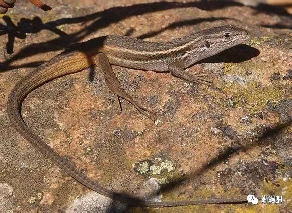 世界蜥蜴分类图鉴 自由微信 Freewechat