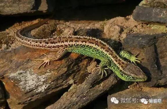 蜥蜴的详细分类 鬣蜥科 自由微信 Freewechat