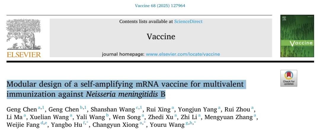 一种自扩增mRNA疫苗的模块化设计，用于针对B型脑膜炎奈瑟菌的多价免疫