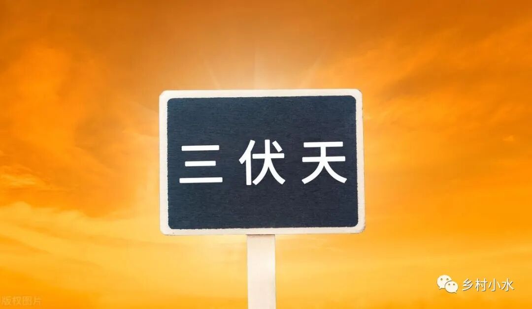 2003年头伏是哪一天
