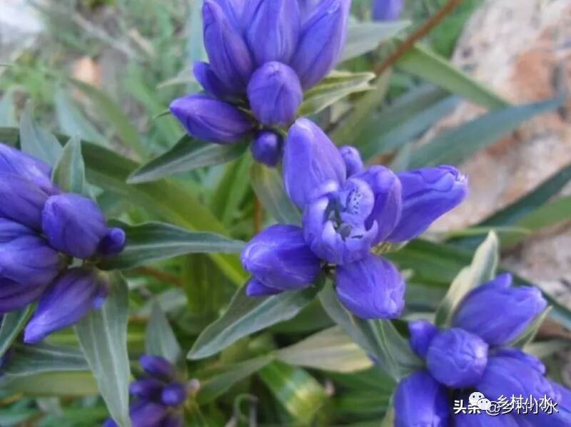 龙胆草是什么样的药材？主治肝炎、风湿、胃炎等疾病，如何种植？野外看到别错过