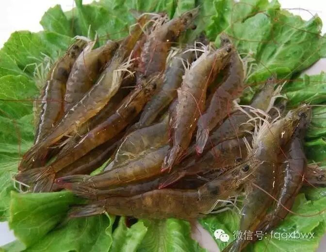 1.6亿尾长毛对虾苗放流沙埔海域 4个月后福清人就有鲜虾吃了