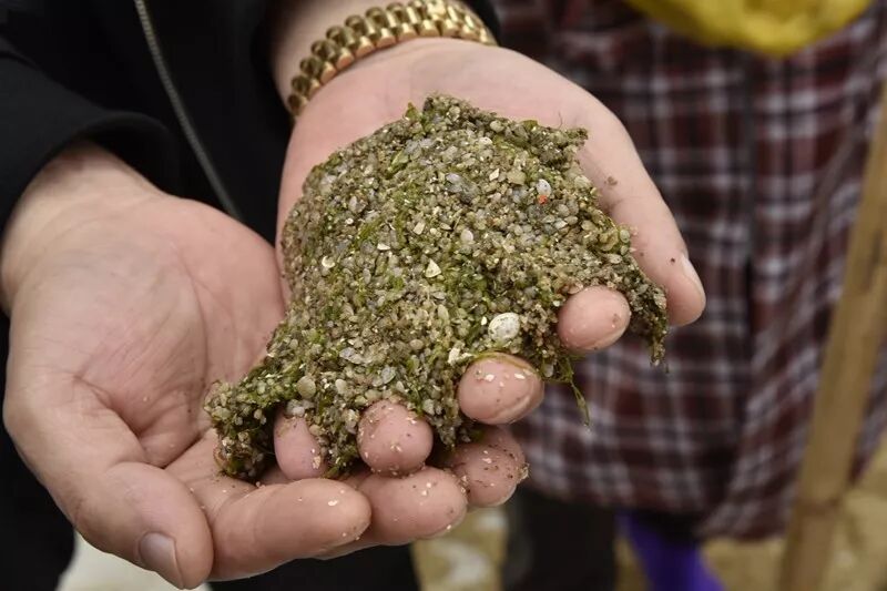 这里的花蛤苗丰收啦,产值将达2亿元,销往半个中国