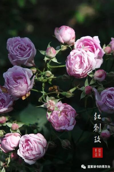 蔷薇属第5组合柱组之野蔷薇 蓝紫读书的青灰台 微信公众号文章阅读 Wemp