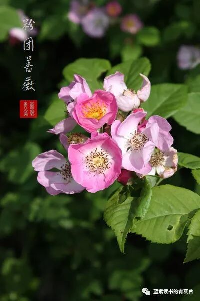 蔷薇属第5组合柱组之野蔷薇 蓝紫读书的青灰台 微信公众号文章阅读 Wemp