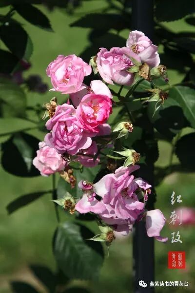 蔷薇属第5组合柱组之野蔷薇 蓝紫读书的青灰台 微信公众号文章阅读 Wemp