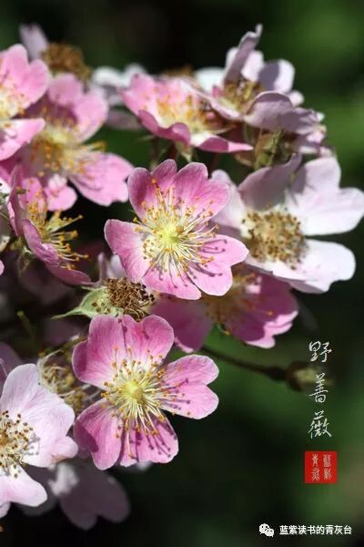 蔷薇属第5组合柱组之野蔷薇 蓝紫读书的青灰台 微信公众号文章阅读 Wemp