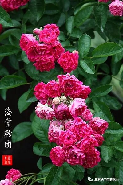 蔷薇属第5组合柱组之野蔷薇 蓝紫读书的青灰台 微信公众号文章阅读 Wemp