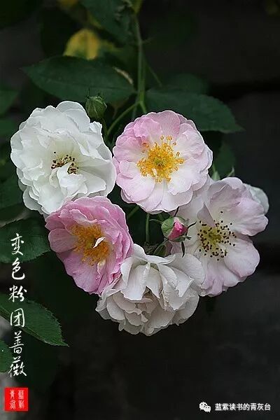 蔷薇属第5组合柱组之野蔷薇 蓝紫读书的青灰台 微信公众号文章阅读 Wemp