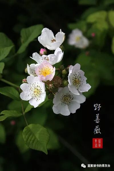 蔷薇属第5组合柱组之野蔷薇 蓝紫读书的青灰台 微信公众号文章阅读 Wemp