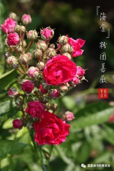 蔷薇属第5组合柱组之野蔷薇 蓝紫读书的青灰台 微信公众号文章阅读 Wemp