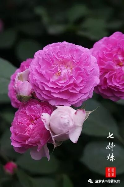 蔷薇属第5组合柱组之野蔷薇 蓝紫读书的青灰台 微信公众号文章阅读 Wemp