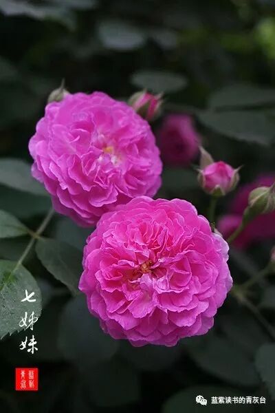 蔷薇属第5组合柱组之野蔷薇 蓝紫读书的青灰台 微信公众号文章阅读 Wemp