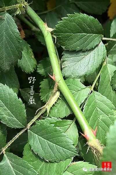 蔷薇属第5组合柱组 蓝紫读书的青灰台 微信公众号文章阅读 Wemp