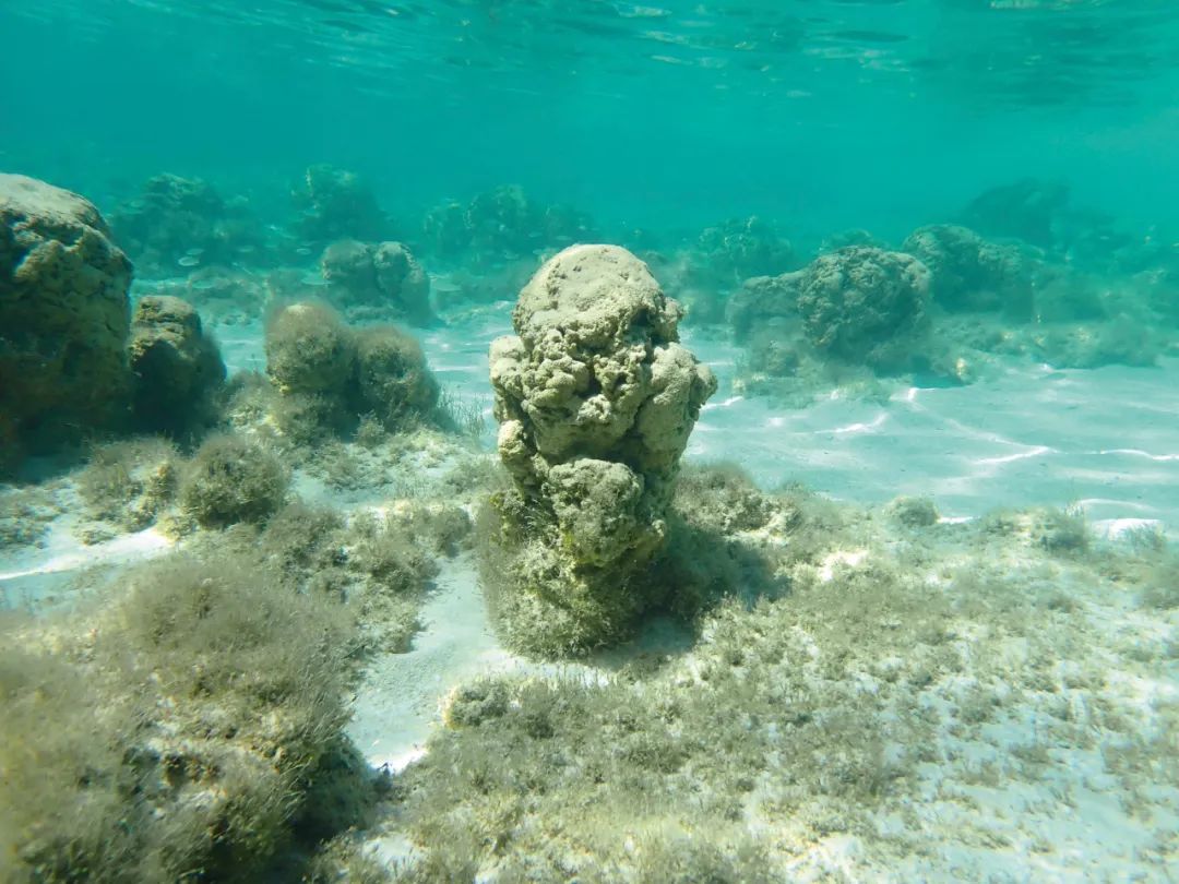 生物层面的压力源_生物压力有哪些_世间生物压力