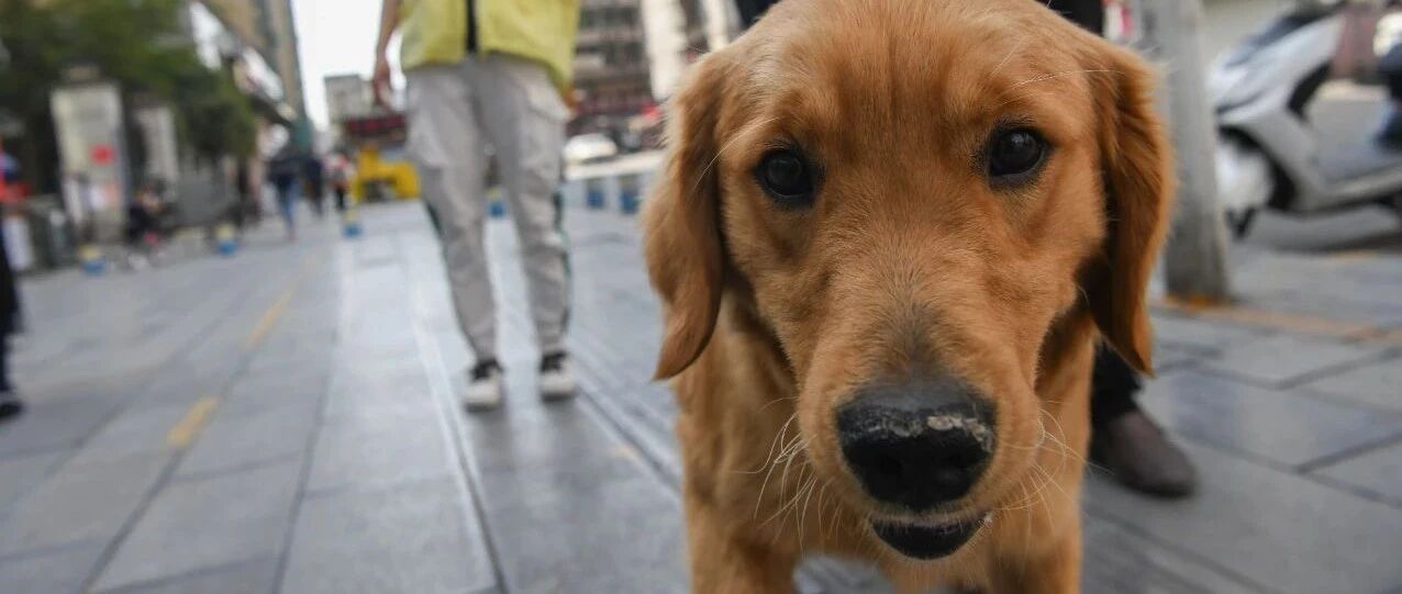 蛇咬了狗，狗咬了人，蛇狗都死了！浙江一男子紧急求医：我该怎么办？！