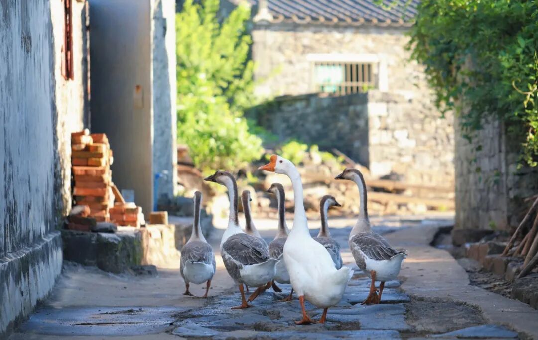 图片by：婷婷停YING