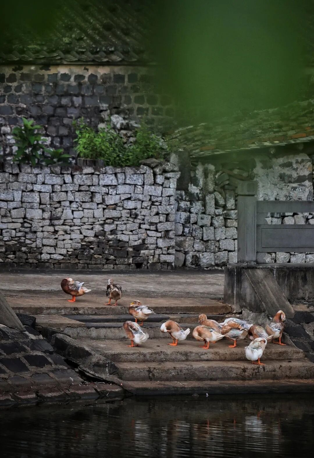 图片by：婷婷停YING