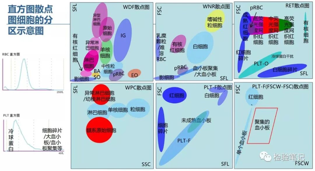 rbc直方图怎么看“实战演练”——用血常规散点图判断异常结果_https://www.jmylbn.com_新闻资讯_第2张