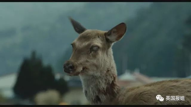 北美現「喪屍鹿」 ,《釜山行》在現實上演了？！