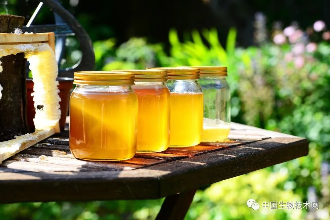 牛津大學研究：治療感冒咳嗽，或許我們還能用Honey！ 健康 第1張