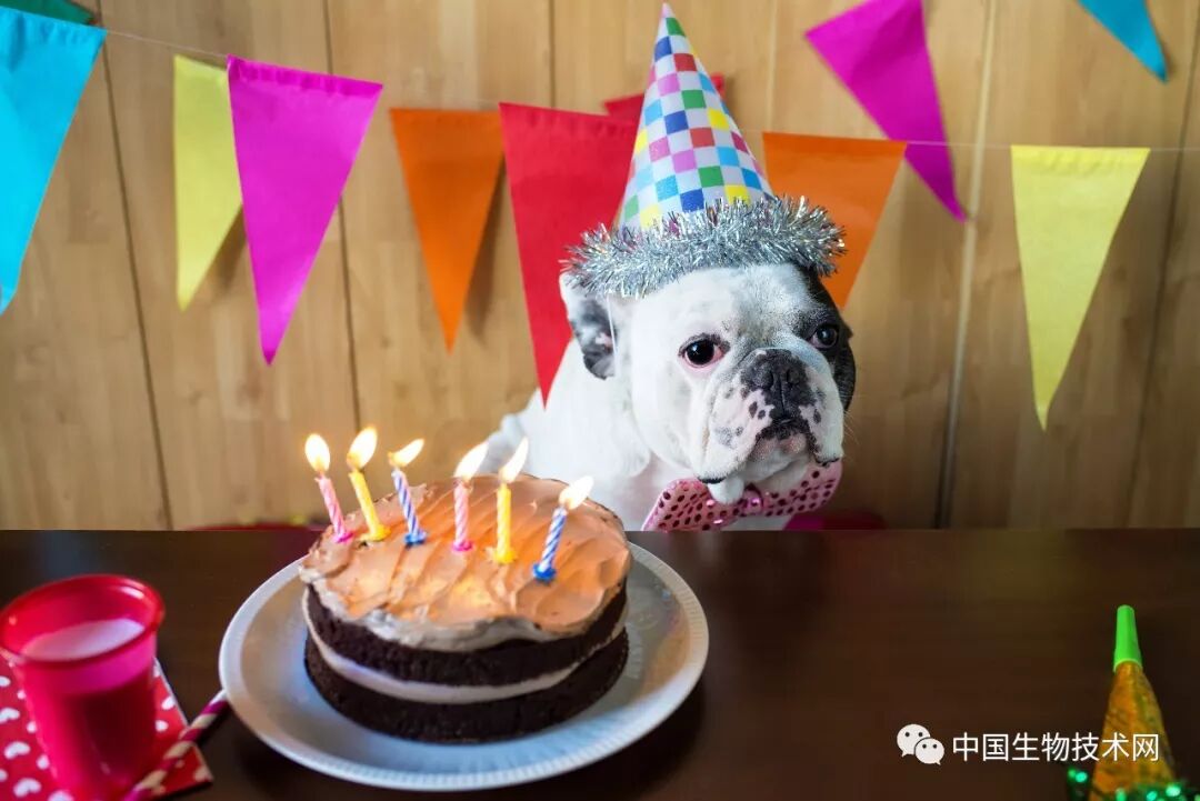 鏟屎官，你的狗（貓）多大了？