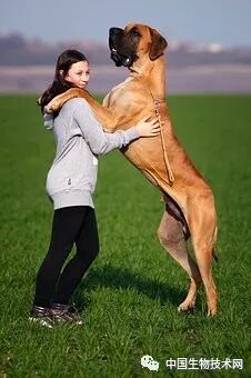 鏟屎官，你的狗（貓）多大了？