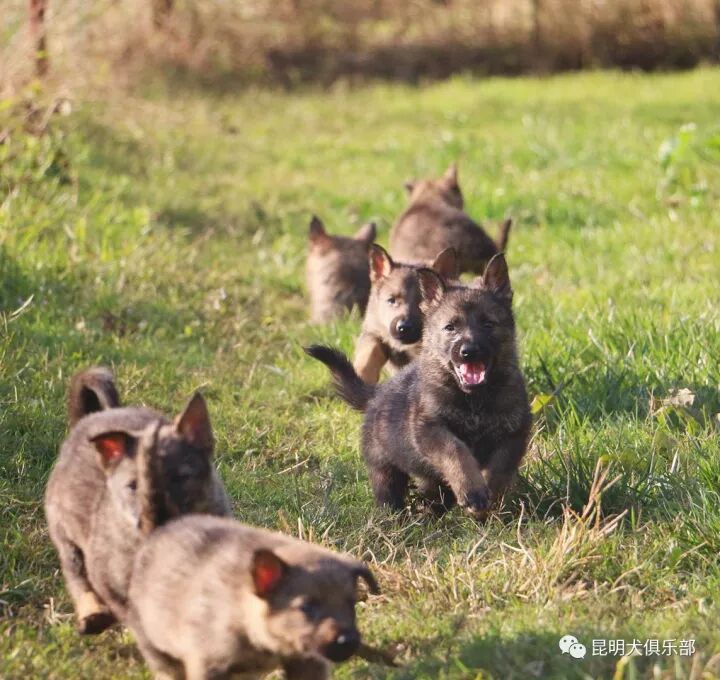 狗狗常见六种皮肤病症状及治疗方法