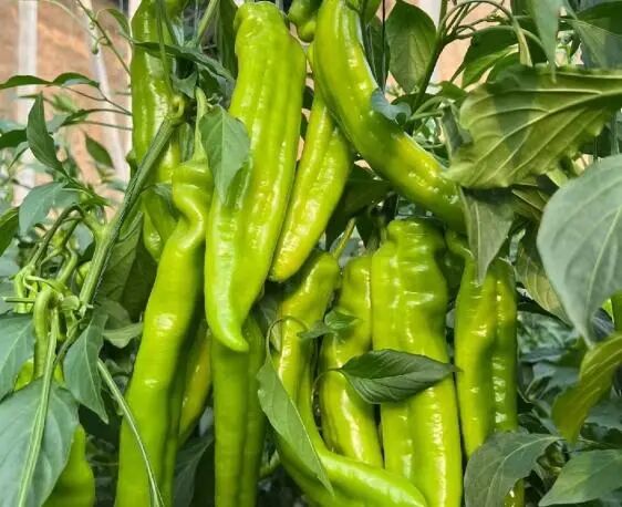 Screenshot_2025_0207_190811