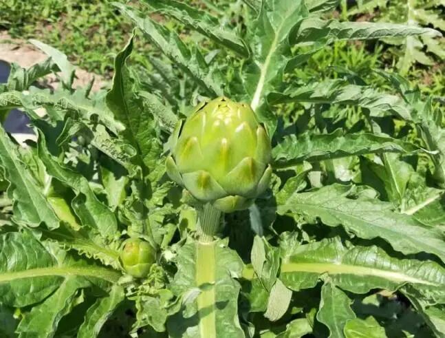 Screenshot_2025_0210_163750