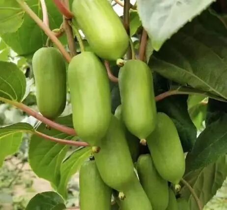 Screenshot_2025_0210_155720