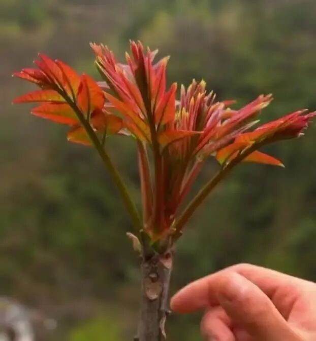 Screenshot_2025_0218_171507