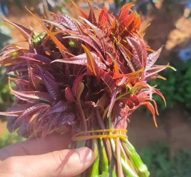 Screenshot_2025_0218_171311