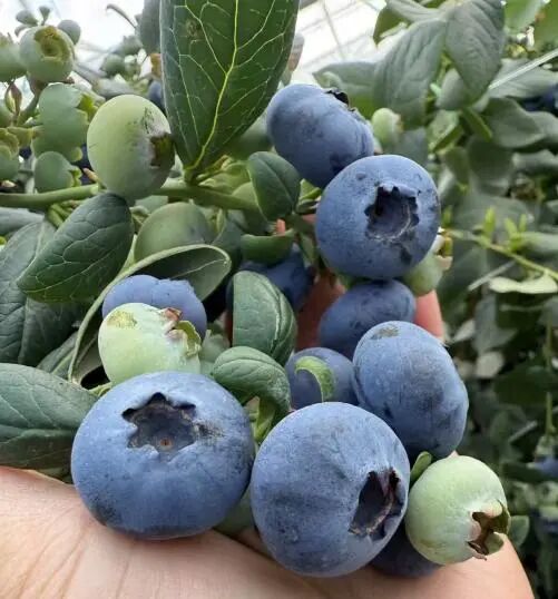 Screenshot_2025_0226_174722