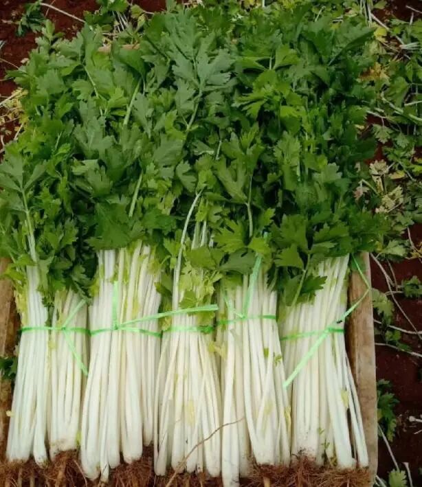 Screenshot_2025_0220_173026