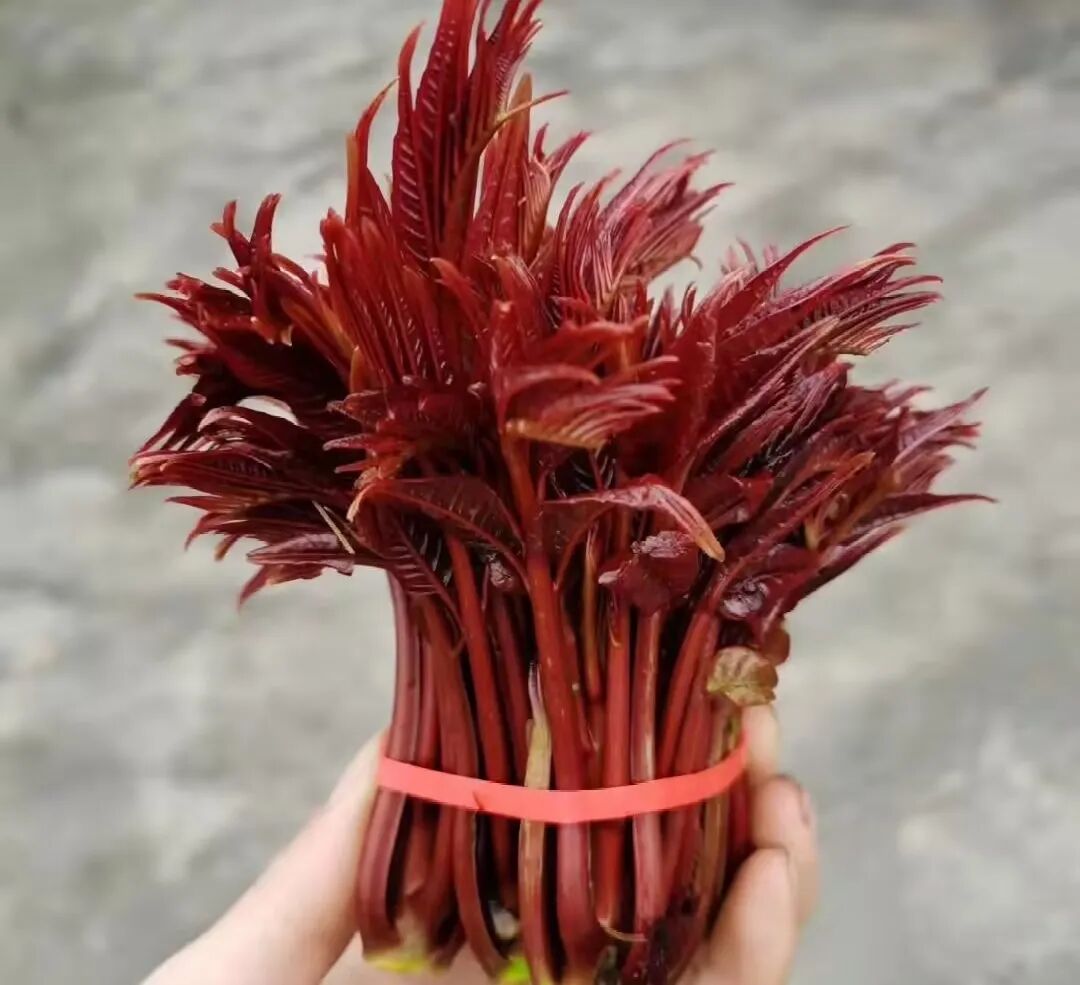 Screenshot_2025_0212_173837