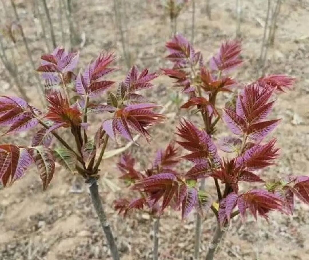 Screenshot_2025_0212_173904