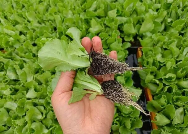 Screenshot_2025_0212_173554