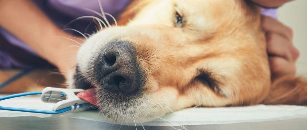 对兽医来说最难的工作是什么？他的答案震惊了无数主人……