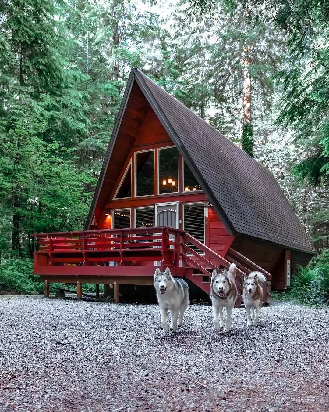 兩人三狗在荒郊野外安了家，這樣的生活你喜歡嗎？ 萌寵 第4張