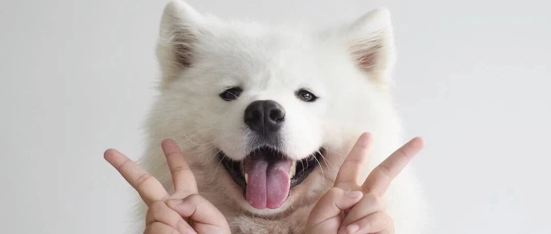 舔天舔地舔空气的舔狗，到底在舔什么？