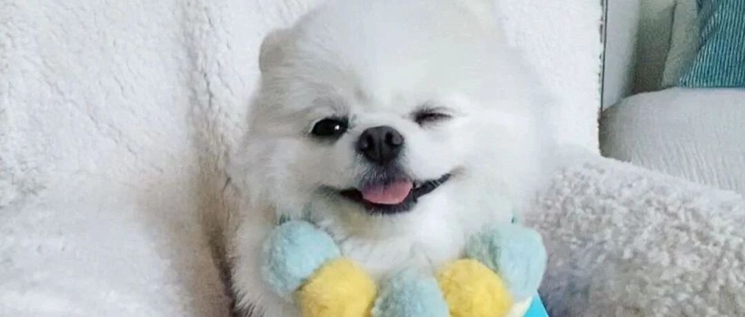 你有没有被狗狗送过礼物？有，捡来的鸡、偷来的糖……