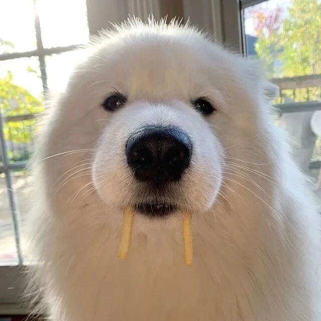 这萨摩耶肉鼓鼓毛茸茸，可爱得想让人搓到停不下来！