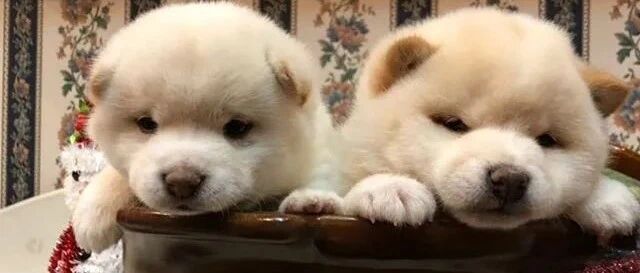 气哭！亲手养的狗给我喂狗粮？