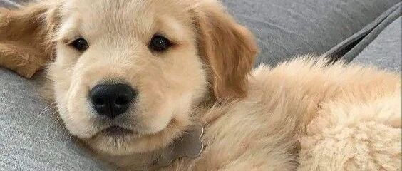 身为一名捡屎官，你有什么特别的捡屎经历吗？