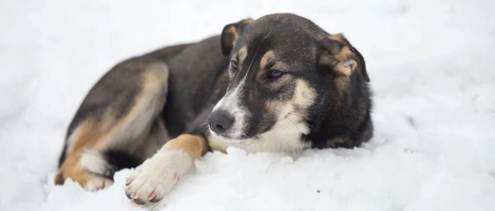 近半的流浪猫狗可能活不过冬天！如果可以的话帮帮它们…
