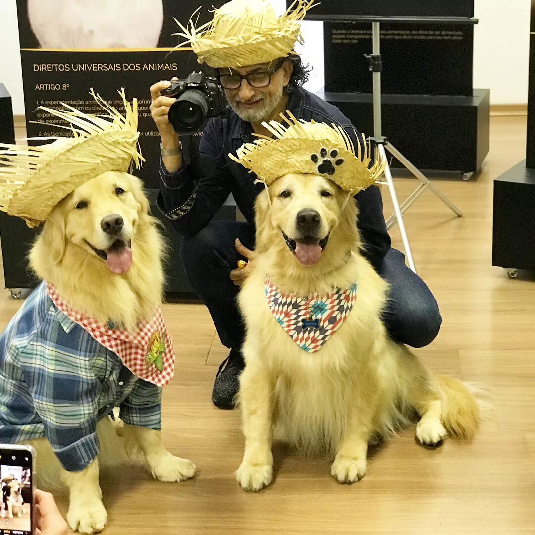 住院还能撸狗 这家疗养院的陪护全是大金毛 实名制羡慕 大爱狗狗控 微信公众号文章阅读 Wemp