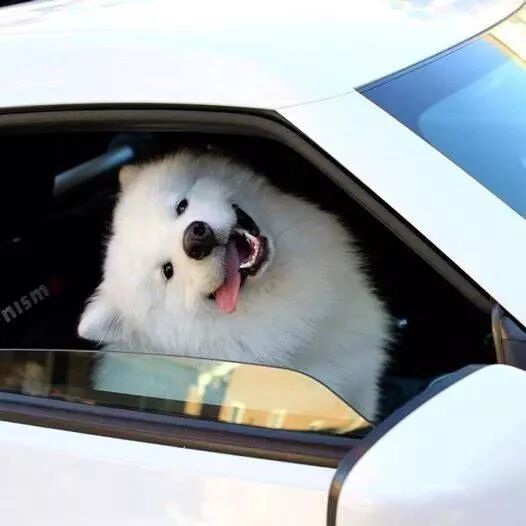 养萨摩之后终于明白 ，它只有睡觉的时候才是天使！